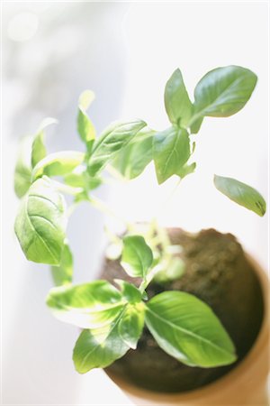 simsearch:859-03041327,k - Close-Up Of Young Basil Stock Photo - Rights-Managed, Code: 859-03041502