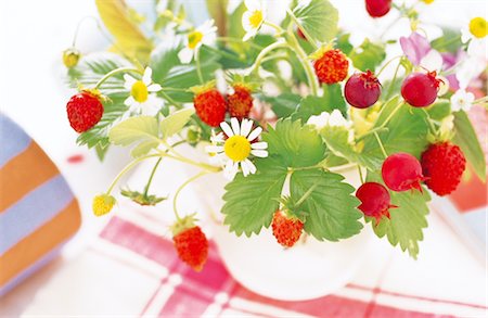 fragaria vesca - Wild Strawberries And Juneberries In A Pot Foto de stock - Con derechos protegidos, Código: 859-03041523