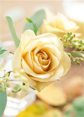 simsearch:859-03041462,k - Close-Up Of A Rose Stock Photo - Rights-Managed, Code: 859-03041552