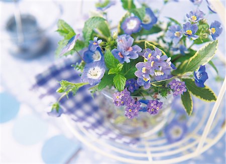 simsearch:859-03041558,k - Blue Flowers In A Glass Stock Photo - Rights-Managed, Code: 859-03041563