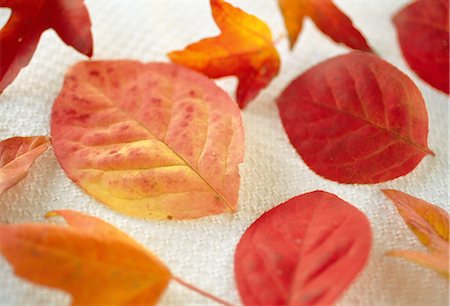 simsearch:859-03041327,k - Red Autumn Leaves Stock Photo - Rights-Managed, Code: 859-03041573