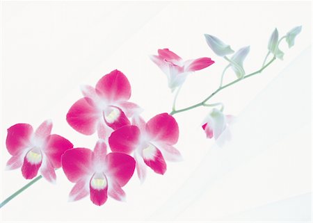 dendrobium orchid - Orchid On White Background Stock Photo - Rights-Managed, Code: 859-03041585