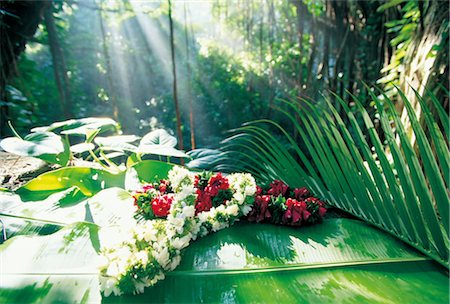 Lei rouge et blanche sur une grande feuille Photographie de stock - Rights-Managed, Code: 859-03041599