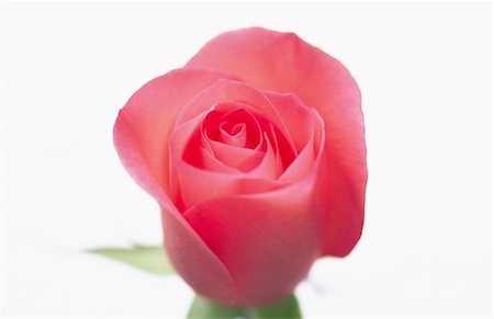 simsearch:859-03041462,k - Close-Up Of Red Rose Stock Photo - Rights-Managed, Code: 859-03041591