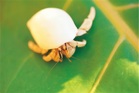 simsearch:859-03041462,k - Hermit Crab On A Tropical Plant Stock Photo - Rights-Managed, Code: 859-03041606