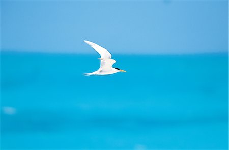 simsearch:859-03041676,k - Lesser Crested Tern Flying Over An Ocean Fotografie stock - Rights-Managed, Codice: 859-03041638