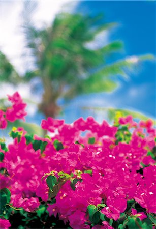 Closeup Of Bougainvillea Stock Photo - Rights-Managed, Code: 859-03041655