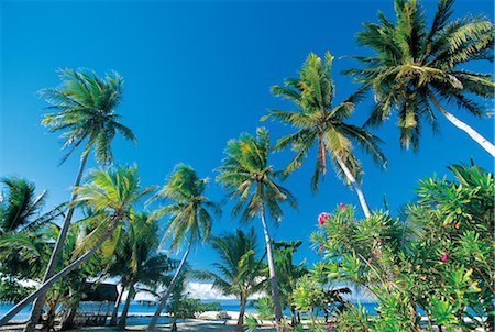 Palm Trees By The Beach Foto de stock - Con derechos protegidos, Código: 859-03041664