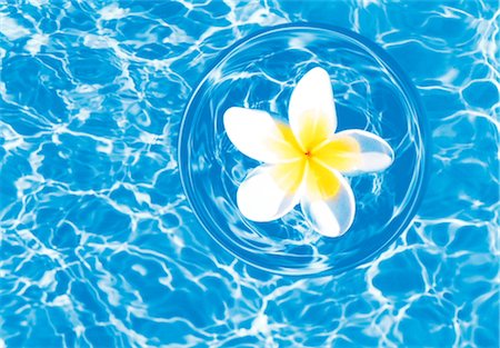 simsearch:859-03041676,k - Plumeria Floating In The Water Fotografie stock - Rights-Managed, Codice: 859-03041687