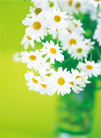 daisies in vase - White Daisies In A Vase Stock Photo - Rights-Managed, Code: 859-03041720