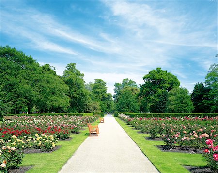 simsearch:859-03041462,k - Bench In A Rose Garden Stock Photo - Rights-Managed, Code: 859-03041765