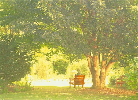 Bench Under A Bushy Tree Stock Photo - Rights-Managed, Code: 859-03041778
