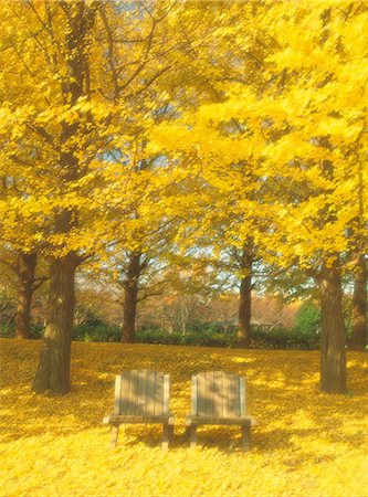 simsearch:859-03041575,k - Chaises sous les arbres Ginkgo Photographie de stock - Rights-Managed, Code: 859-03041770