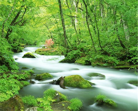 simsearch:859-03035925,k - Präfektur Aomori Oirase Stream Stockbilder - Lizenzpflichtiges, Bildnummer: 859-03041814