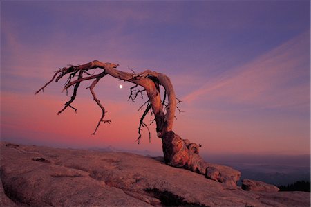 Baum in der Wüste Stockbilder - Lizenzpflichtiges, Bildnummer: 859-03041849