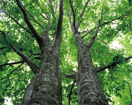 simsearch:859-03043046,k - Low Angle View Of Tree Stock Photo - Rights-Managed, Code: 859-03041859