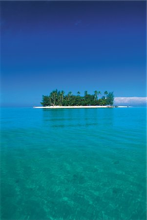 single coconut tree picture - Bora Bora Island Stock Photo - Rights-Managed, Code: 859-03041946
