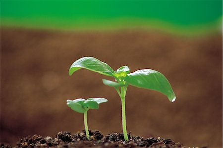 simsearch:859-07150428,k - Growing Basil Plant Stock Photo - Rights-Managed, Code: 859-03041961