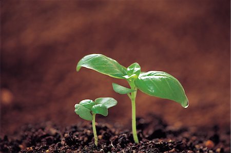simsearch:859-07150428,k - Growing Basil Plant Stock Photo - Rights-Managed, Code: 859-03042050