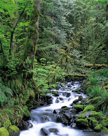 prise de courant - Brook in Forest Foto de stock - Con derechos protegidos, Código: 859-03042201