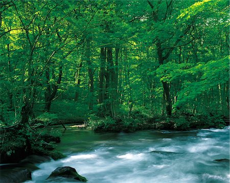 prise de courant - Brook in Forest Foto de stock - Con derechos protegidos, Código: 859-03042226