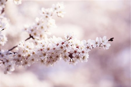 simsearch:859-03042384,k - Sakura (fleur de cerisier) Photographie de stock - Rights-Managed, Code: 859-03042374