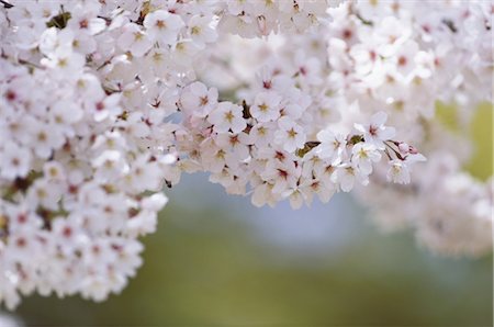 simsearch:859-03042384,k - Sakura (Kirschblüte) Stockbilder - Lizenzpflichtiges, Bildnummer: 859-03042375