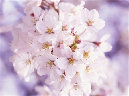 simsearch:859-03042384,k - Sakura (Kirschblüte) Stockbilder - Lizenzpflichtiges, Bildnummer: 859-03042376