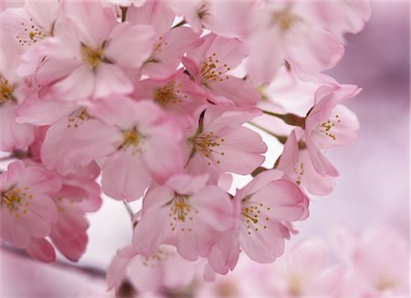 simsearch:859-03042384,k - Sakura (fleur de cerisier) Photographie de stock - Rights-Managed, Code: 859-03042377