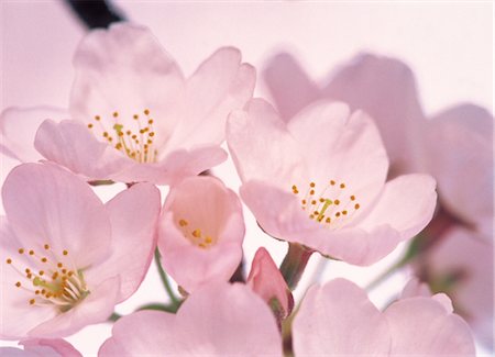 simsearch:859-03042384,k - Sakura (fleur de cerisier) Photographie de stock - Rights-Managed, Code: 859-03042378