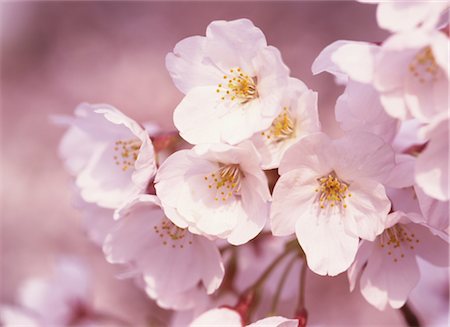 simsearch:859-03042384,k - Sakura (Kirschblüte) Stockbilder - Lizenzpflichtiges, Bildnummer: 859-03042379