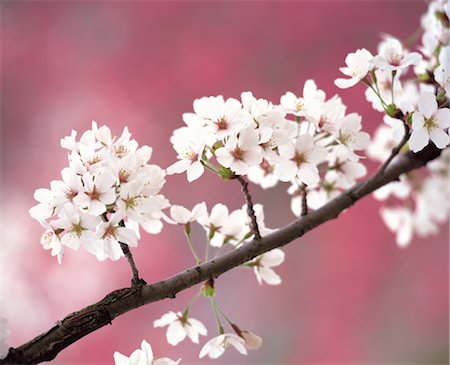 simsearch:859-03042384,k - Sakura (Kirschblüte) Stockbilder - Lizenzpflichtiges, Bildnummer: 859-03042372