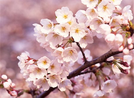simsearch:859-03042384,k - Sakura (Kirschblüte) Stockbilder - Lizenzpflichtiges, Bildnummer: 859-03042373