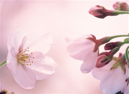 simsearch:859-03042384,k - Sakura (fleur de cerisier) Photographie de stock - Rights-Managed, Code: 859-03042384