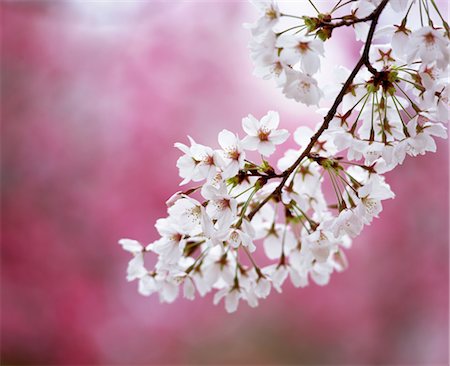simsearch:859-03042384,k - Sakura (fleur de cerisier) Photographie de stock - Rights-Managed, Code: 859-03042385