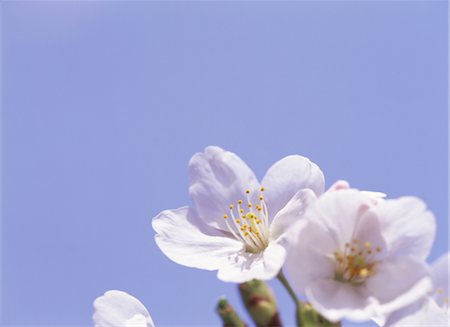 simsearch:859-03042384,k - Sakura (Kirschblüte) Stockbilder - Lizenzpflichtiges, Bildnummer: 859-03042388