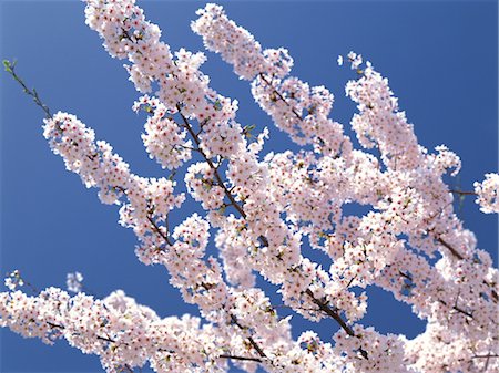 simsearch:859-03042384,k - Sakura (Kirschblüte) Stockbilder - Lizenzpflichtiges, Bildnummer: 859-03042389