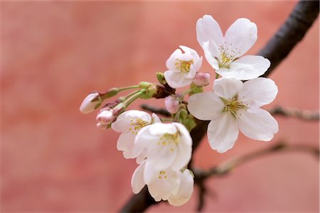 simsearch:859-03042384,k - Sakura (fleur de cerisier) Photographie de stock - Rights-Managed, Code: 859-03042380