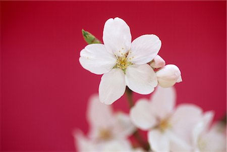 simsearch:859-03042384,k - Sakura (fleur de cerisier) Photographie de stock - Rights-Managed, Code: 859-03042381