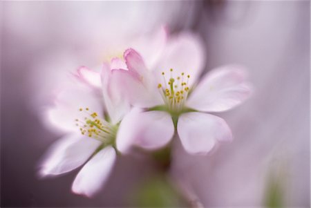simsearch:859-03042384,k - Sakura (fleur de cerisier) Photographie de stock - Rights-Managed, Code: 859-03042382