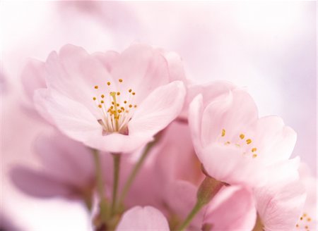 simsearch:859-03042384,k - Sakura (fleur de cerisier) Photographie de stock - Rights-Managed, Code: 859-03042383