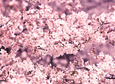 simsearch:859-03042384,k - Sakura (fleur de cerisier) Photographie de stock - Rights-Managed, Code: 859-03042396