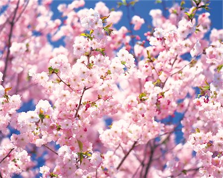 simsearch:859-03042384,k - Sakura (Kirschblüte) Stockbilder - Lizenzpflichtiges, Bildnummer: 859-03042399