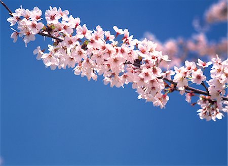 simsearch:859-03042384,k - Sakura (Kirschblüte) Stockbilder - Lizenzpflichtiges, Bildnummer: 859-03042390