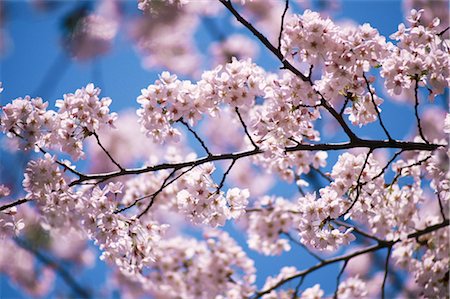 simsearch:859-03042384,k - Sakura (Kirschblüte) Stockbilder - Lizenzpflichtiges, Bildnummer: 859-03042391