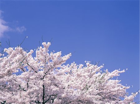 simsearch:859-03042384,k - Sakura (Kirschblüte) Stockbilder - Lizenzpflichtiges, Bildnummer: 859-03042392