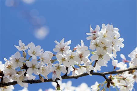 simsearch:859-03042384,k - Sakura (fleur de cerisier) Photographie de stock - Rights-Managed, Code: 859-03042393