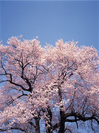 simsearch:859-03042384,k - Sakura (Kirschblüte) Stockbilder - Lizenzpflichtiges, Bildnummer: 859-03042406