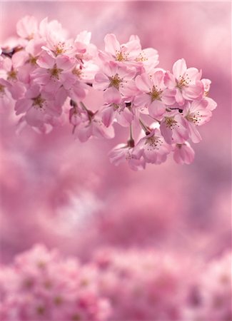 simsearch:859-03042384,k - Sakura (Kirschblüte) Stockbilder - Lizenzpflichtiges, Bildnummer: 859-03042407