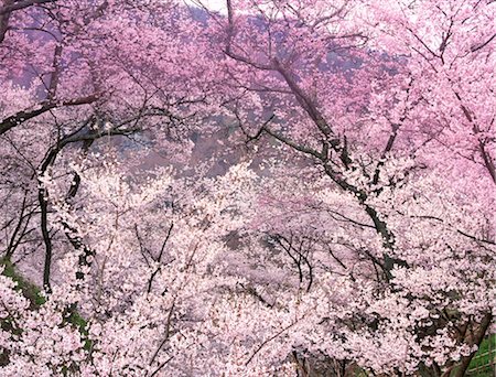 simsearch:859-03042384,k - Sakura (fleur de cerisier) Photographie de stock - Rights-Managed, Code: 859-03042409